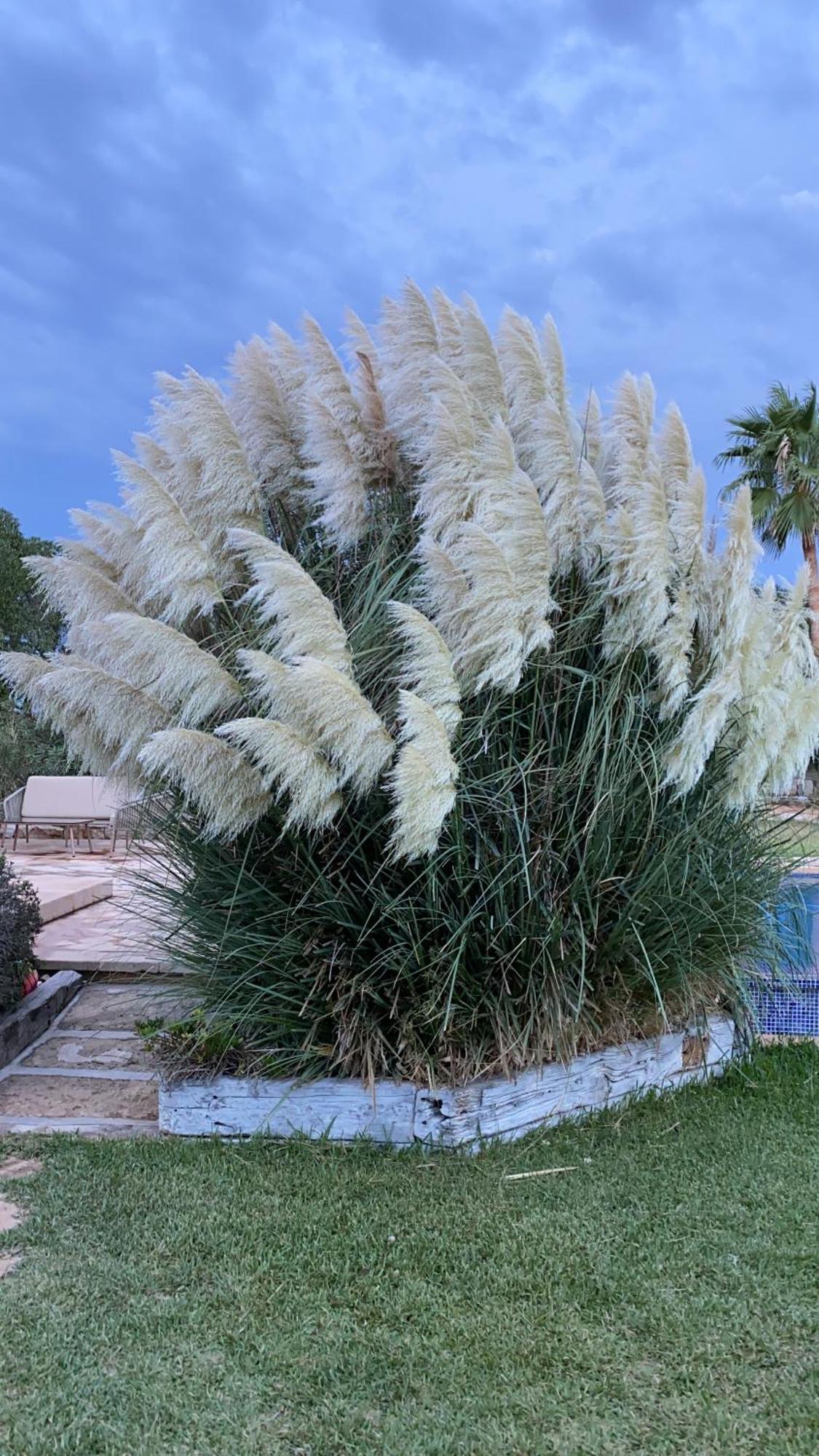 Mallorca 19 Km Montuiri Finca Gallo Negro Santanyi Campos Gesamte Unterkunft Social Media Villa *